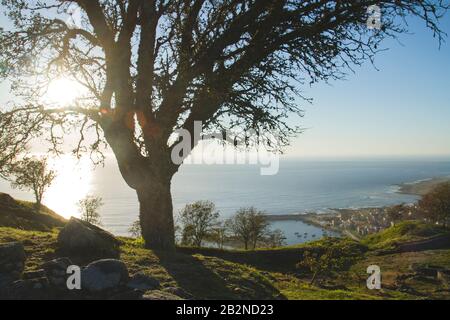 Vecchio rovere in collina con vista sul mare Foto Stock