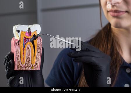 Primo piano di un medico dentista, sorridente, indossando guanti, tenendo in mano uno strumento dentale per l'esame, e un manichino di mascelle umane che mostra su t. Foto Stock