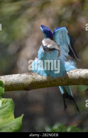 Uccello Roller Dalla Coda di racchetta blu (Coracias Spatulatus) arroccato su un ramo di albero Foto Stock