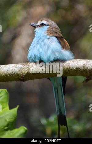 Uccello Roller Dalla Coda di racchetta blu (Coracias Spatulatus) arroccato su un ramo di albero Foto Stock