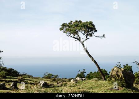 Pinus thunbergii o pino nero giapponese che cresce nella costa atlantica Foto Stock