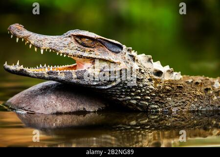 Taglia Caiman Coccodrillo Assorbimento Di Calore Nel Selvaggio In Bacino Amazzonico In Ecuador Foto Stock