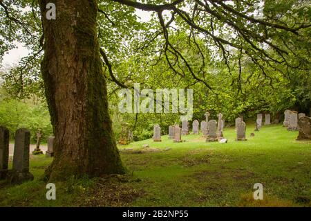 Tombe dietro un gigantesco albero di quercia vicino alla tomba di Rob Roy, Balquhidder, Scozia Foto Stock