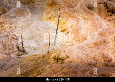 Cresciuto in alberi morti, Mammoth Hot Springs, Yellowstone Foto Stock