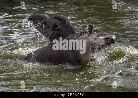 Ritratto di due tapiri sudamericani che combattono e si tuffano nell'acqua Foto Stock