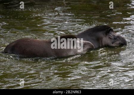 Ritratto di due tapiri sudamericani nuotare e tuffarsi in acqua Foto Stock