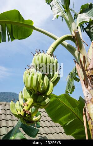 Banane immature su un ramo in Thailandia Foto Stock