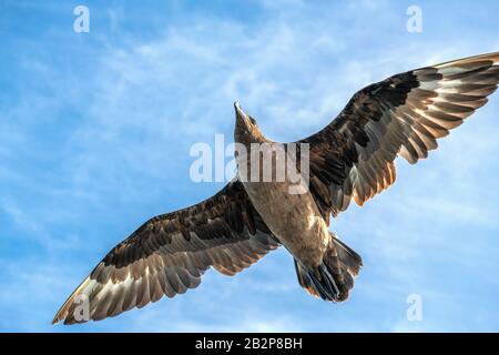 Grande Skua in volo su sfondo blu cielo. Nome scientifico: Catharacta skua. Vista dal basso. Foto Stock