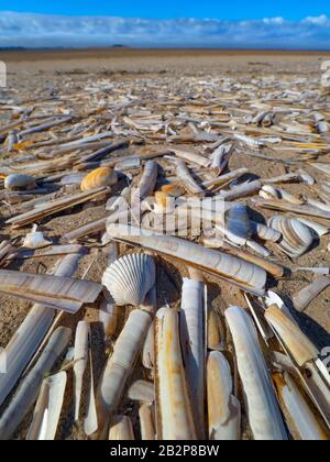 Guscio di rasoio Ensis siliqua sulla spiaggia Titchwell Norfolk Foto Stock