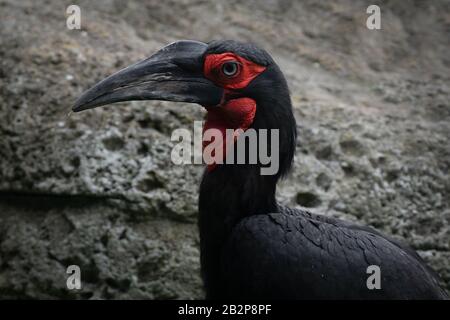 Ritratto di faccia di un uccello nero della terra del hornbill bello del sud Foto Stock