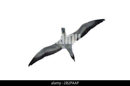 Il capo gannet in volo isolato su sfondo bianco, vista Dal Basso. Nome scientifico: Morus capensis, originariamente Sula capensis, è un grande uccello di mare Foto Stock