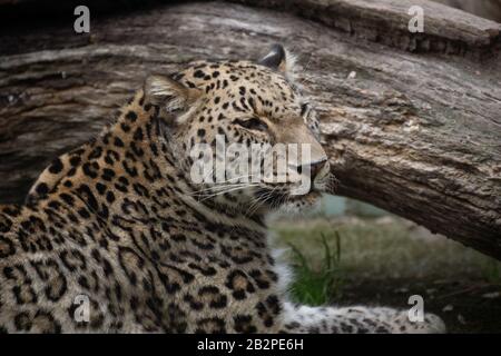 Ritratto di un bel leopardo persiano maschio in cattività Foto Stock