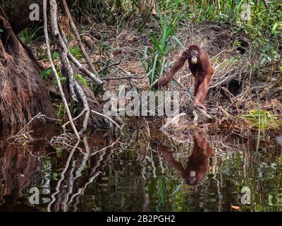 Orangutan in acqua sulla riva orientale del fiume Kalimantan Tanjung Muting parco nazionale Foto Stock