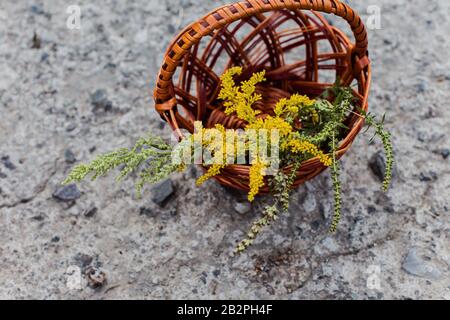 Confronto di Solidago, wormwood o Artemisia absinthium e Ambrosia fioritura in estate. Messa a fuoco morbida. Piante medicinali raccolte su una lastra di cemento. Foto Stock