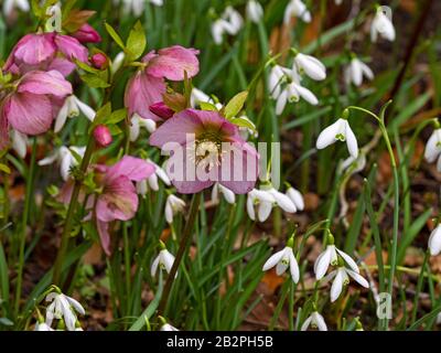 Helleborus purpurascens e snowdrops nel giardino di Norfolk Foto Stock