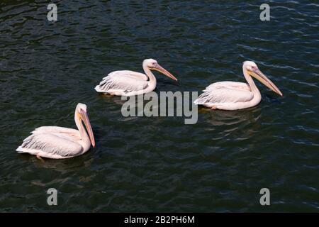 Staffa di rosa pellicani - Pelecanus rufescens nuotare nell'acqua. Tre belle rosa selvatica pellicani sulla superficie dell'acqua Foto Stock