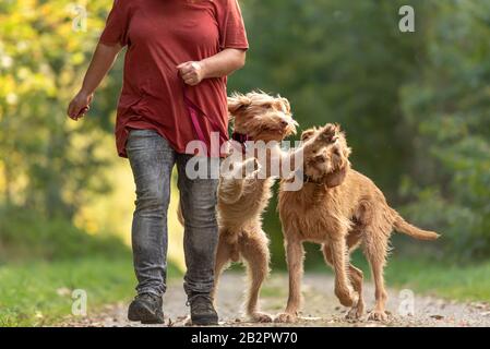 Giovane e vecchio Magyar Vizsla. Un gestore di cani femmina sta camminando con i suoi due divertenti e cheeky cane sulla strada in una foresta Foto Stock