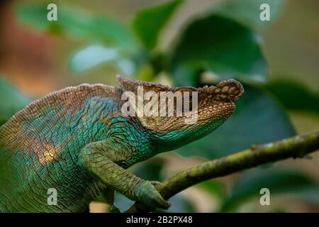 Rettile Chameleon su un ramo tra la natura verde del madagascar Foto Stock