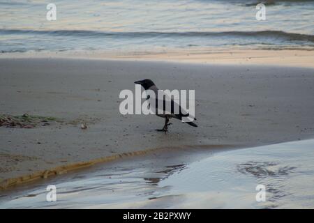 Cornix cornix con cappuccio singolo o uccello hoodie a piedi sulla spiaggia. Eurasian uccello nero e grigio giocare sulla sabbia Foto Stock