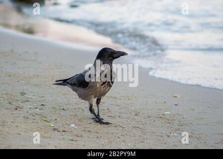 Cornix cornix con cappuccio singolo o uccello hoodie a piedi sulla spiaggia. Eurasian uccello nero e grigio giocare sulla sabbia Foto Stock