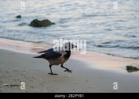 Cornix cornix con cappuccio singolo o uccello hoodie a piedi sulla spiaggia. Eurasian uccello nero e grigio giocare sulla sabbia Foto Stock