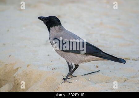 Cornix cornix con cappuccio singolo o uccello hoodie a piedi sulla spiaggia. Eurasian uccello nero e grigio giocare sulla sabbia Foto Stock