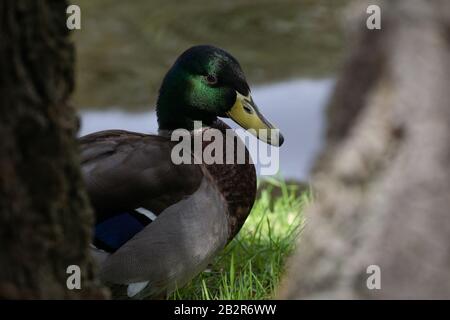 Ritratto di un maschio anatra mallard tra due tronchi, accanto a uno stagno Foto Stock