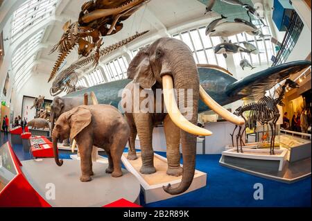 La vita dei modelli a grandezza naturale di mammiferi nel Museo di Storia Naturale di Londra, Regno Unito Foto Stock