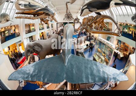 Pinna di coda di un modello a grandezza di una balena blu nel Museo di Storia Naturale di Londra, Regno Unito Foto Stock