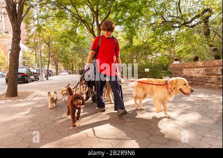 Dog walker sulla Upper West Side di New York City, Stati Uniti d'America Foto Stock