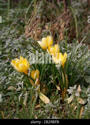 crockuses in anticipo in pieno sole Foto Stock