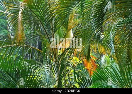 Palme nella foresta, Costa Rica Foto Stock
