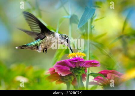 Hummingbird In Volo Alimentazione Su Fiore Zinnia Foto Stock
