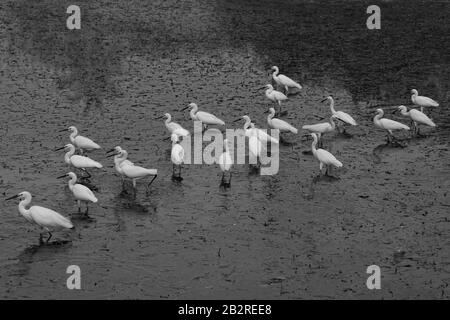 Le egrette sono aironi che hanno piumaggio bianco o buff, UN gruppo di grandi uccelli egret sono pesci caccia in uno stagno nel parco Foto Stock