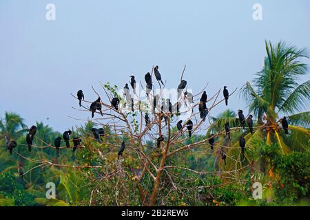 Il piccolo cormorano è un membro della famiglia cormorana dei uccelli marini. Leggermente più piccolo del cormorano indiano manca di una testa di picco e ha una shor Foto Stock