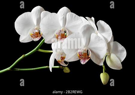 Fiori bianchi orchidee isolate su sfondo nero Foto Stock