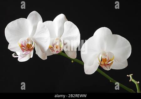 Fiori bianchi orchidee su sfondo nero Foto Stock