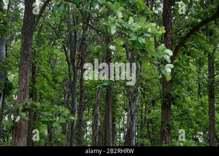 Teak (Tectona grandis) foresta Foto Stock