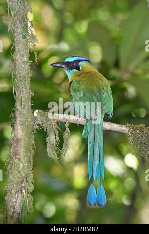 Whooping Motmot, Momotus subrufescens, nella foresta, Costa Rica Foto Stock