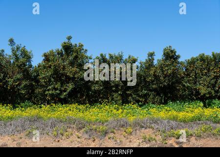 Alberi carichi di frutta nel frutteto di Kumquat Foto Stock