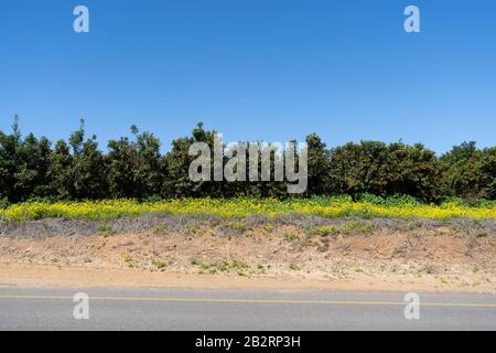 Alberi carichi di frutta nel frutteto di Kumquat Foto Stock