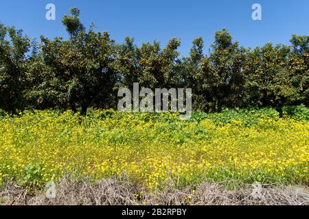 Alberi carichi di frutta nel frutteto di Kumquat Foto Stock