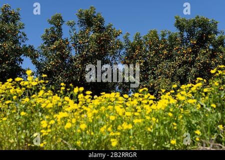 Alberi carichi di frutta nel frutteto di Kumquat Foto Stock