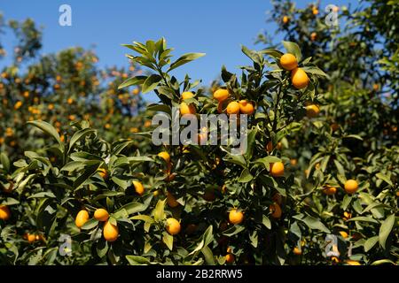 Alberi carichi di frutta nel frutteto di Kumquat Foto Stock
