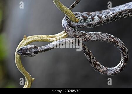 Il serpente dell'albero sottile sale su una vite Foto Stock