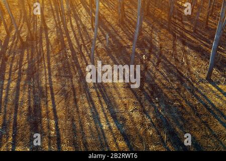 Tracce di pneumatici scolpite nella foresta di alberi aspen, vista ad alto angolo dal drone pov Foto Stock