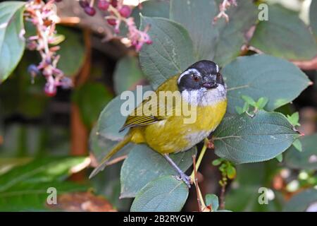 Tanager Bush Senza Tetto, Costa Rica Foto Stock