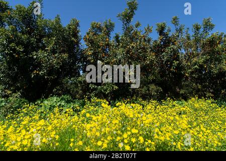 Alberi carichi di frutta nel frutteto di Kumquat Foto Stock