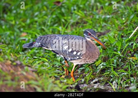 Sunbittern (Eurypyga helias) Foto Stock