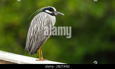 Yellow-Crowned Nitticora Foto Stock